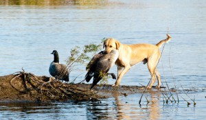 Early Goose Season Dog Work
